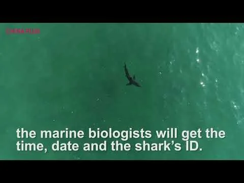 Shark sightings on the rise in Southern California - China Plus America (Copy)