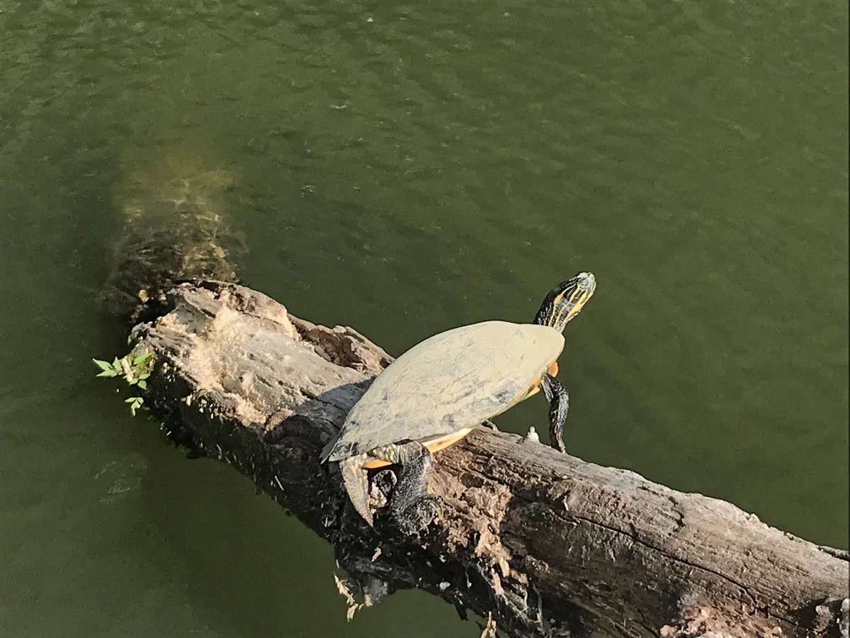 Lake Lure Turtle.jpg