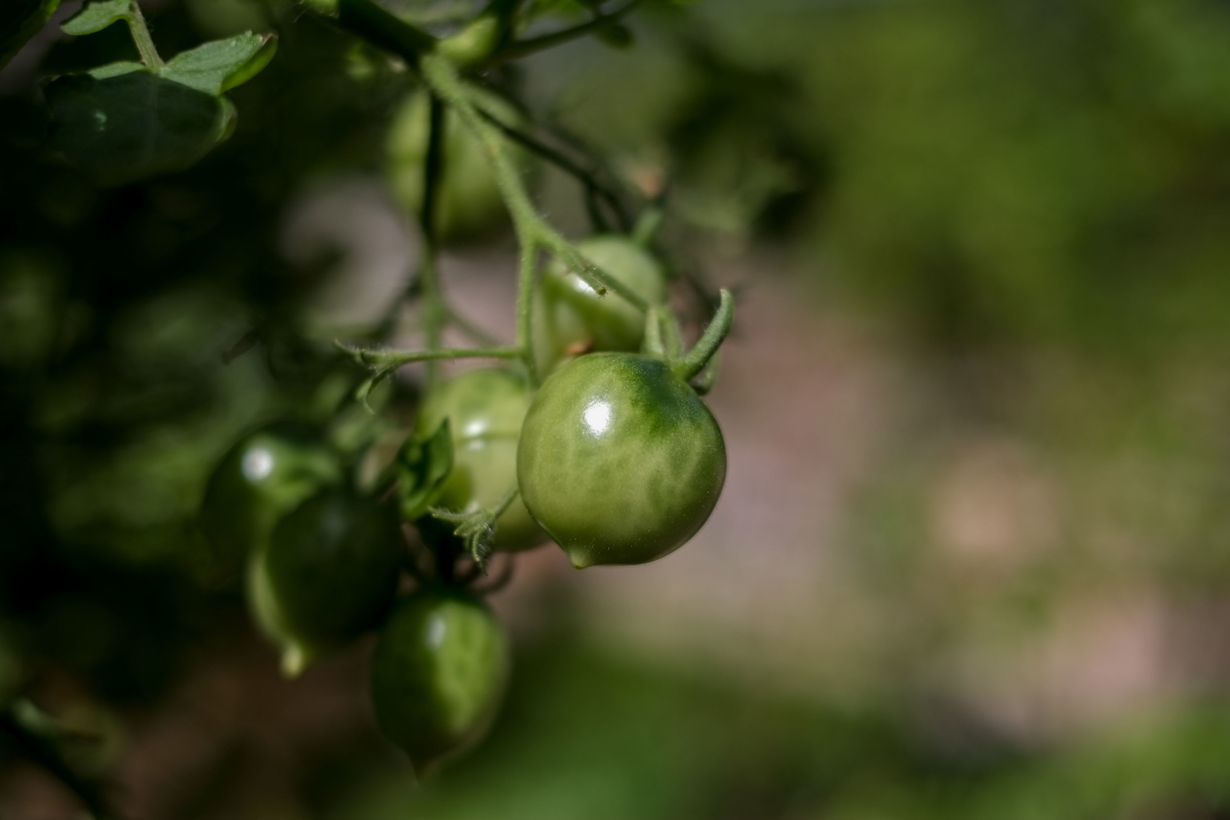 Boerum Hill Farm