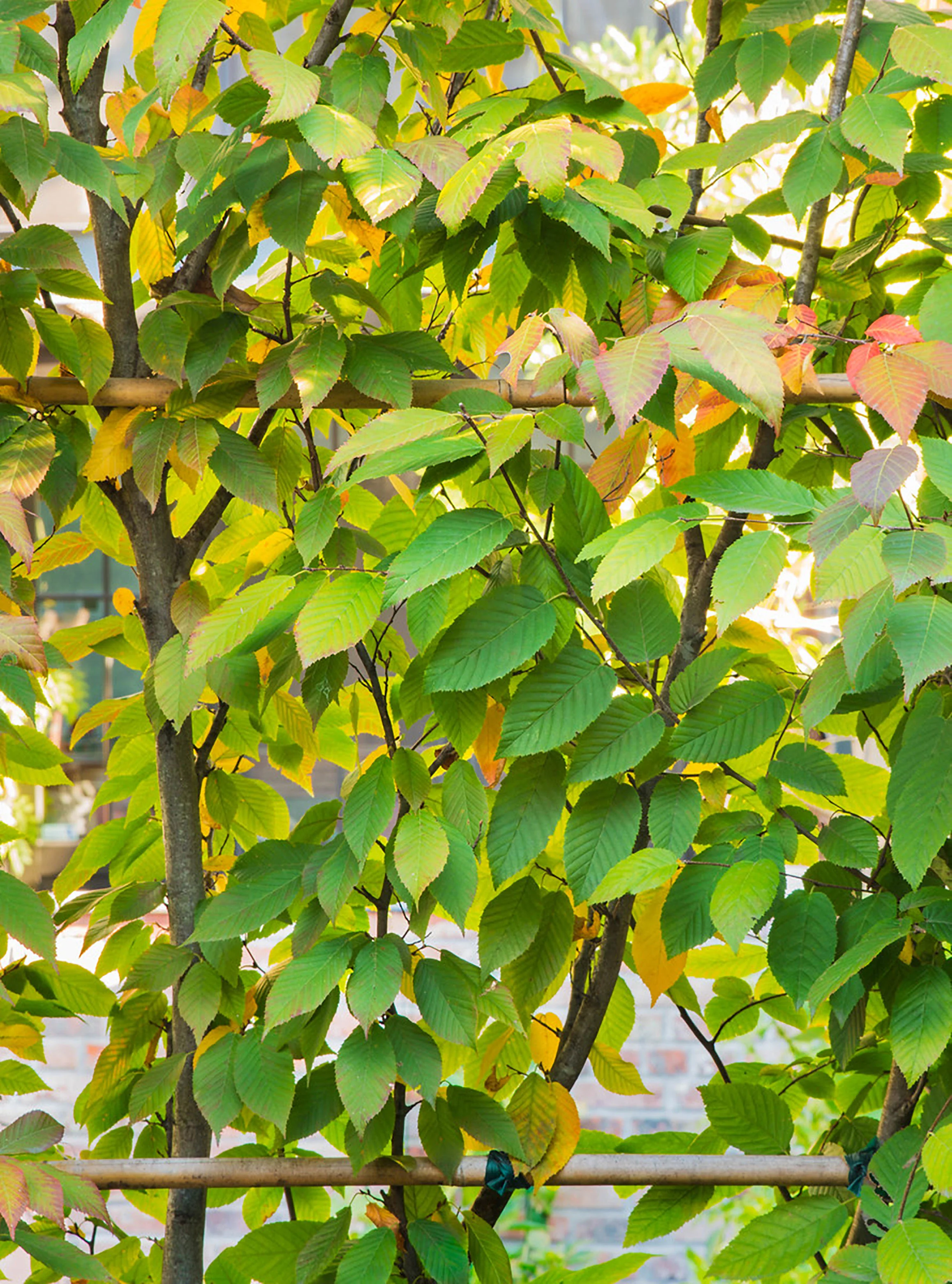 Carroll Gardens Parterre