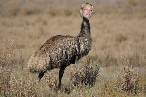 Emu Thurman