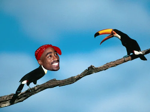 Toucan Shakur