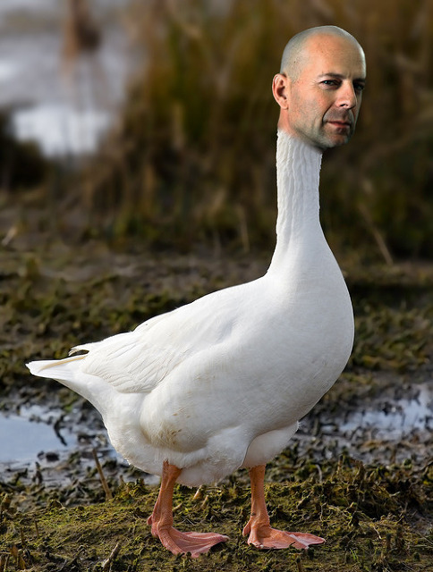 Goose Willis