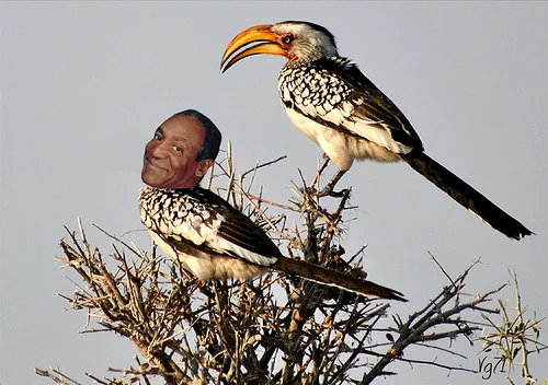 Hornbill Cosby