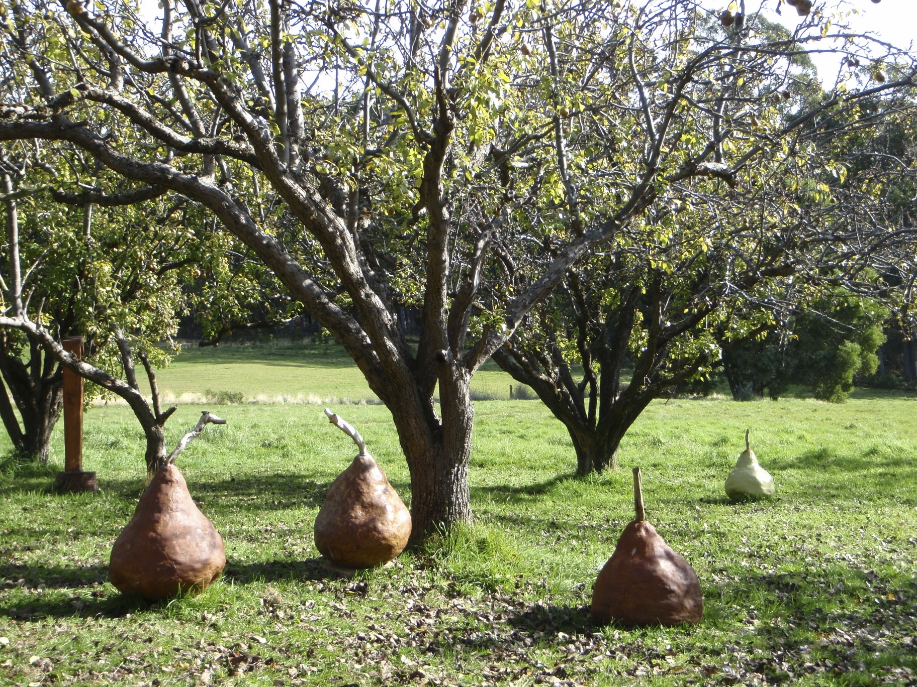 Pears