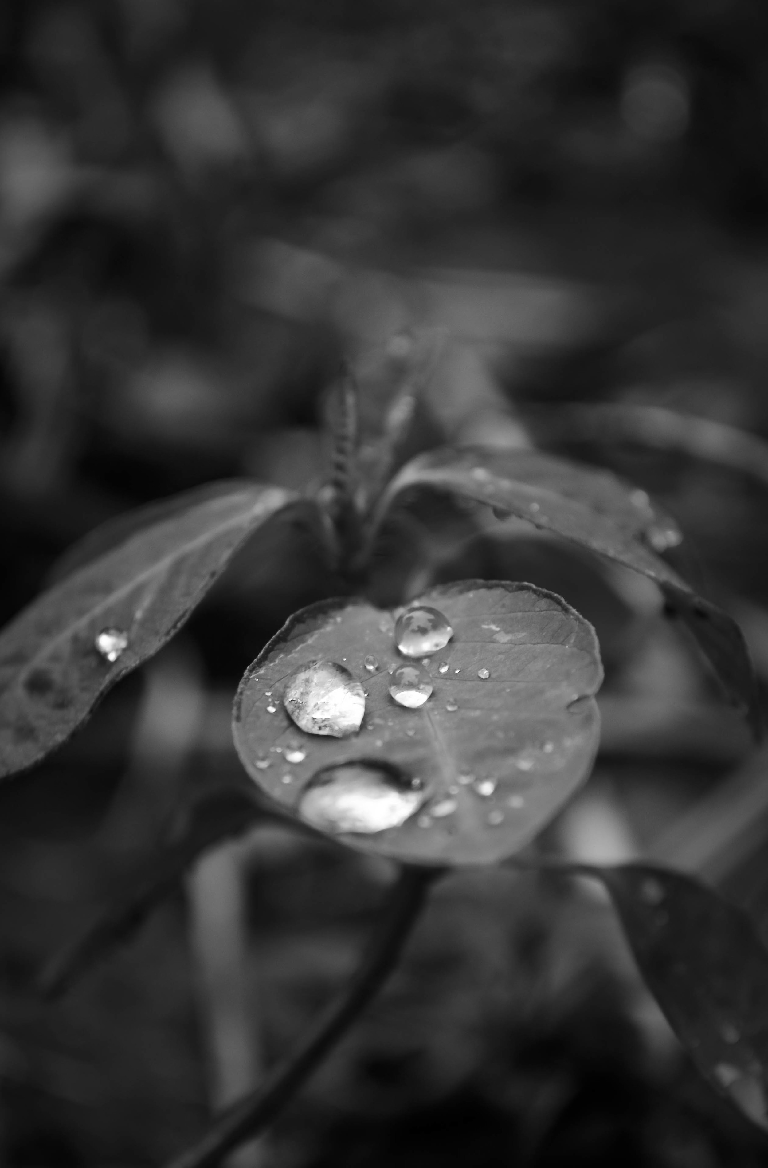 _DSC0259.jpg