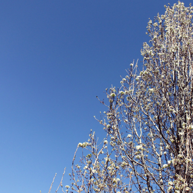 Blossoms | A Dash of Salter