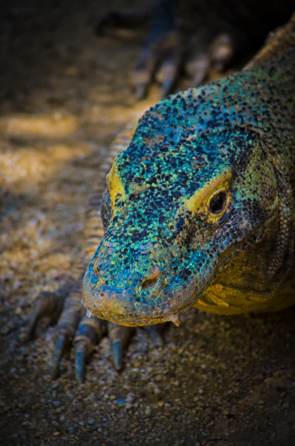 Sydney February 2012-5773.jpg