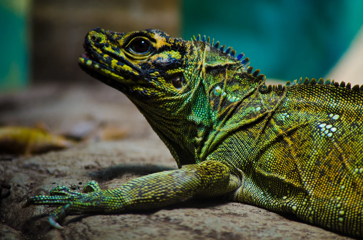 Sydney February 2012-5789.jpg