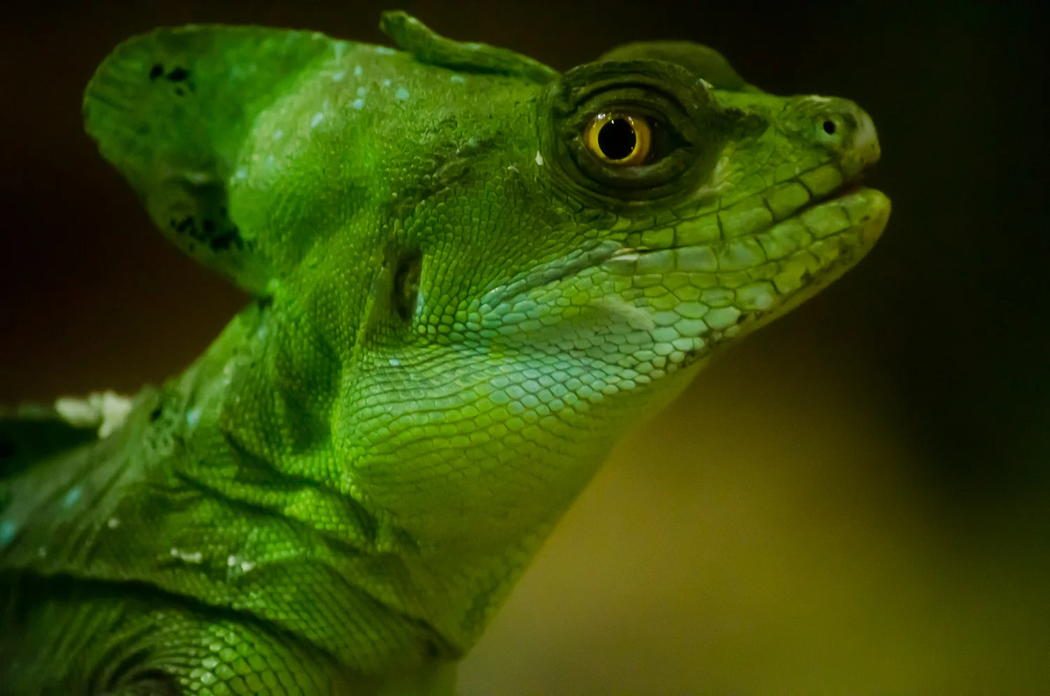 Sydney February 2012-5821.jpg