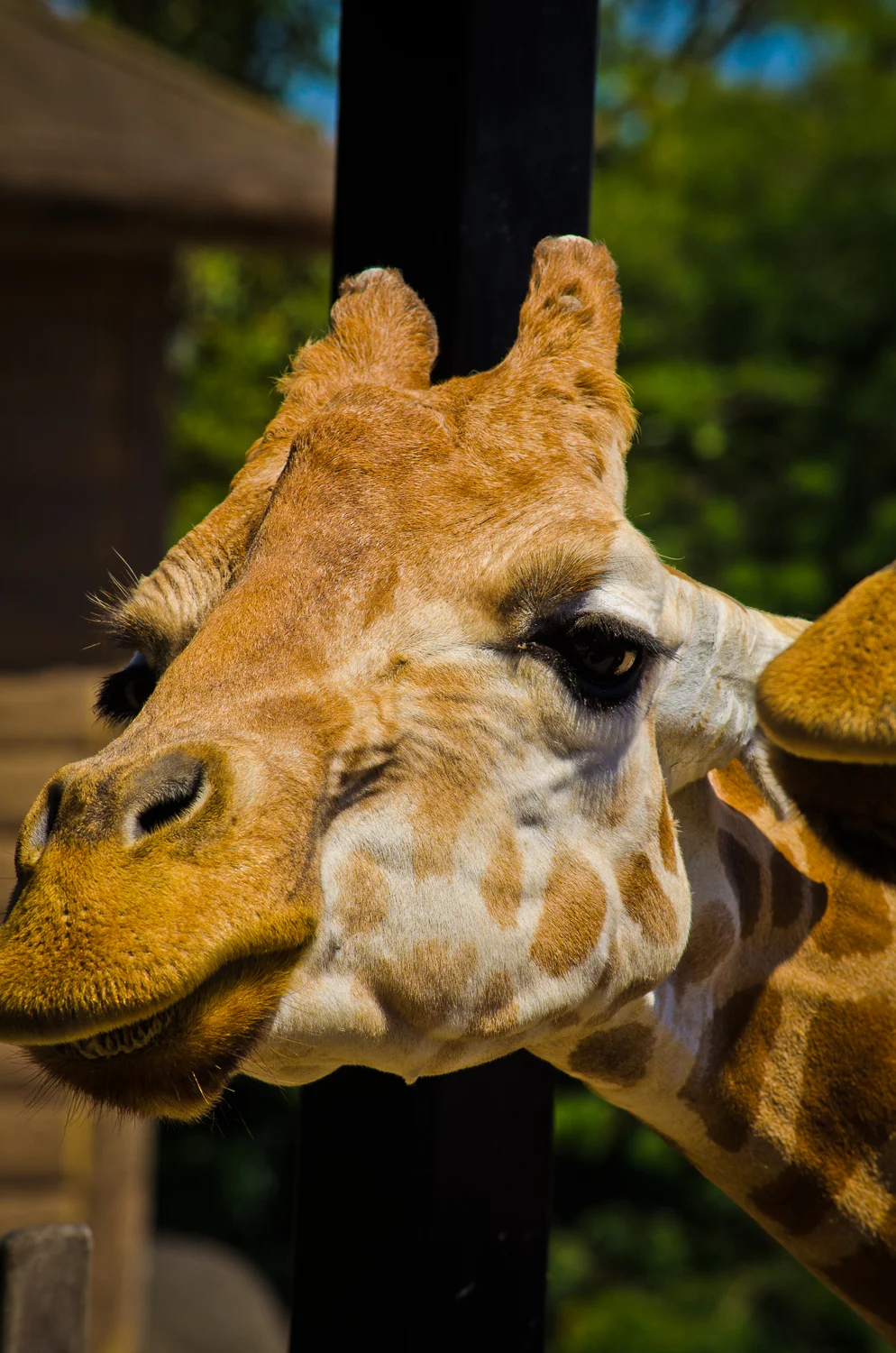 Sydney February 2012-5862.jpg