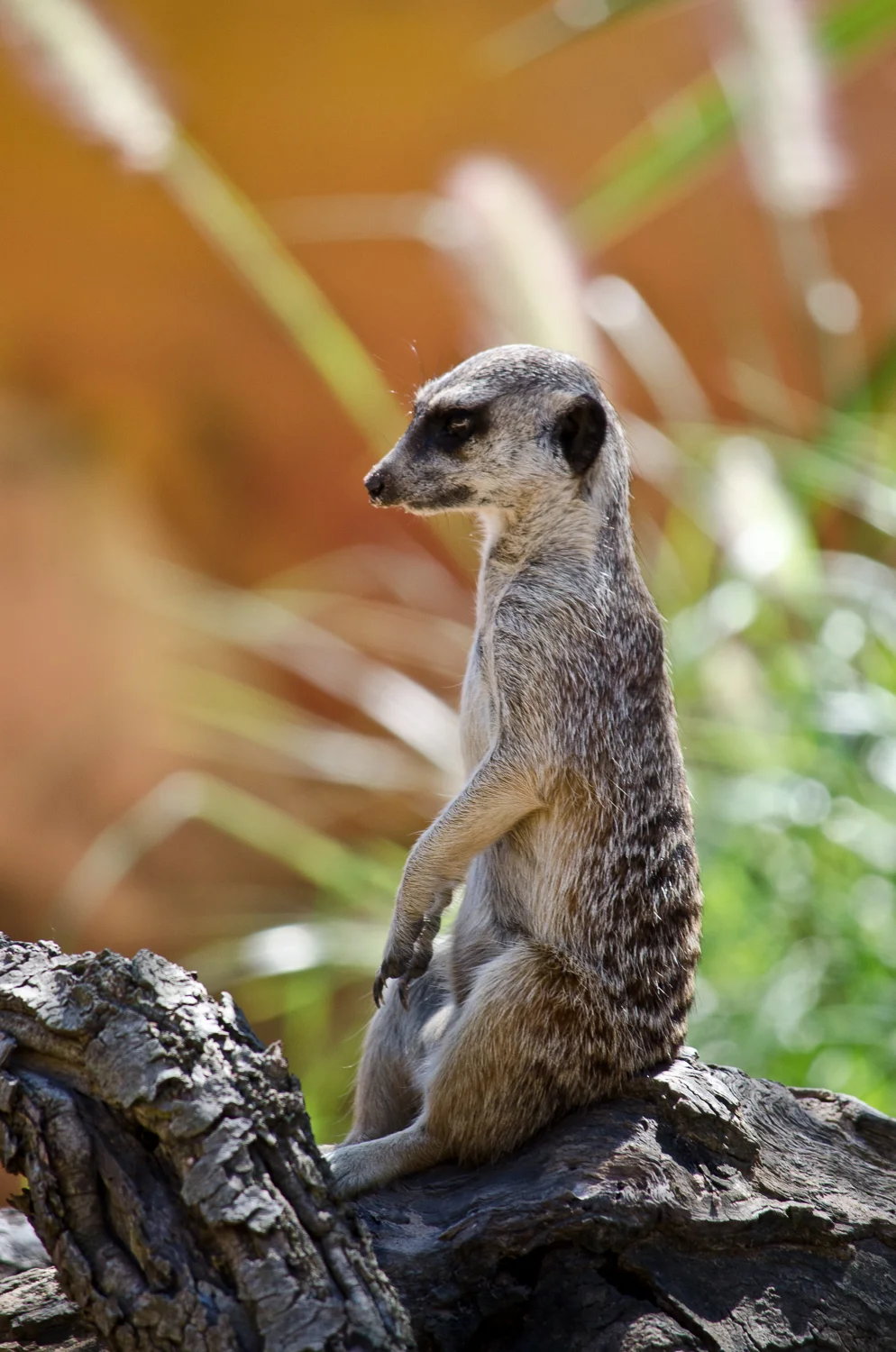 Sydney February 2012-6032.jpg