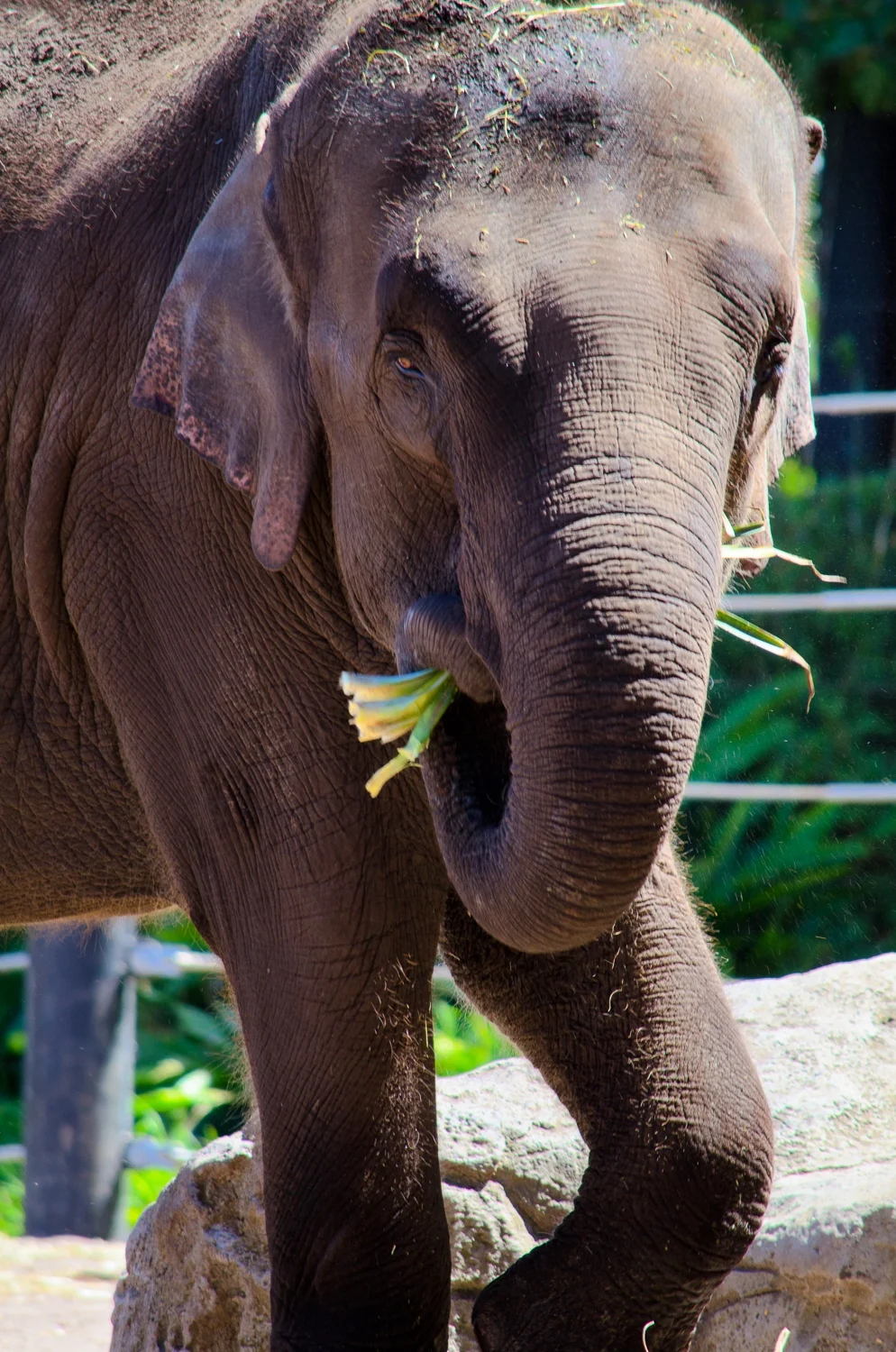 Sydney February 2012-5941.jpg