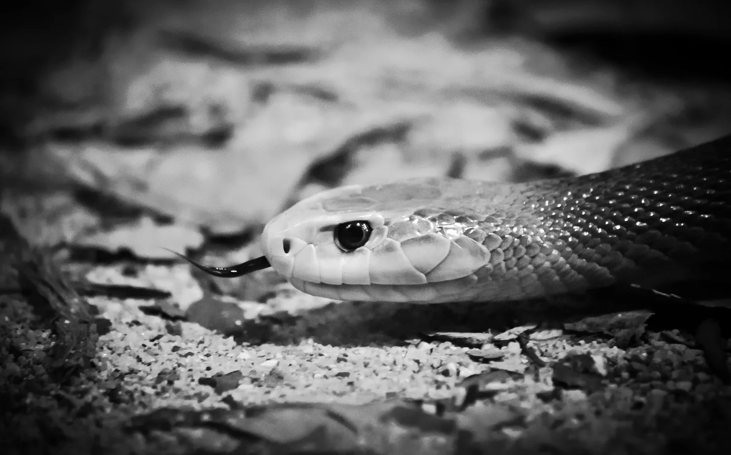 Sydney February 2012-5799.jpg