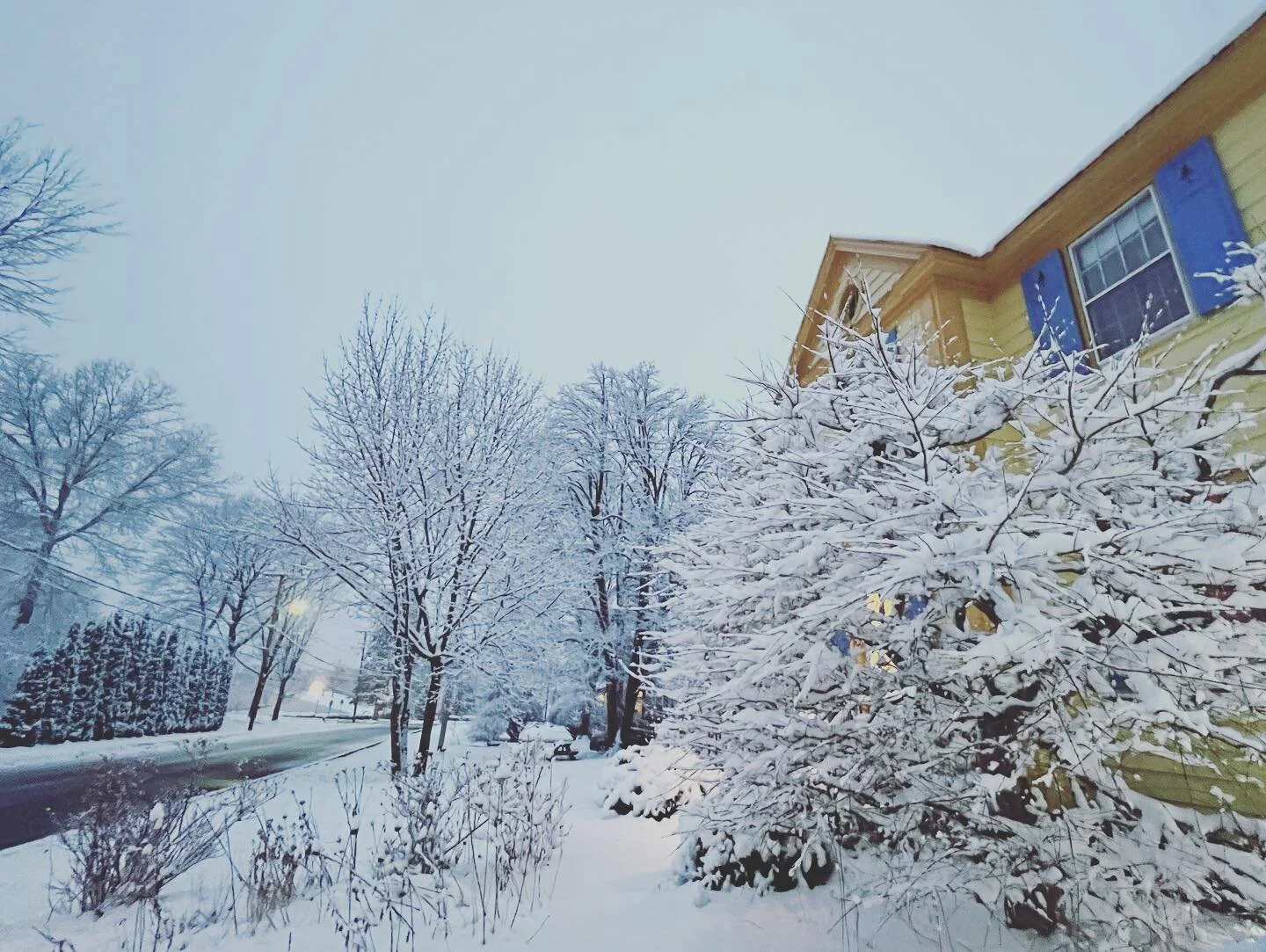 March snow in Vermont 
#vermontlife #snowyday #marchsnow #southernvermont #vermontbeginshere #bennington #vermont #vtsnow #notquitespringyet #march2022 #birdsinsnow #snowytrees