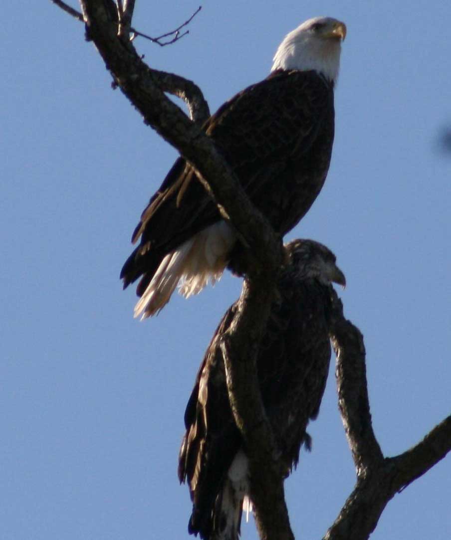 Immature-and-Mature-Eagle-2-ken-websize.jpg