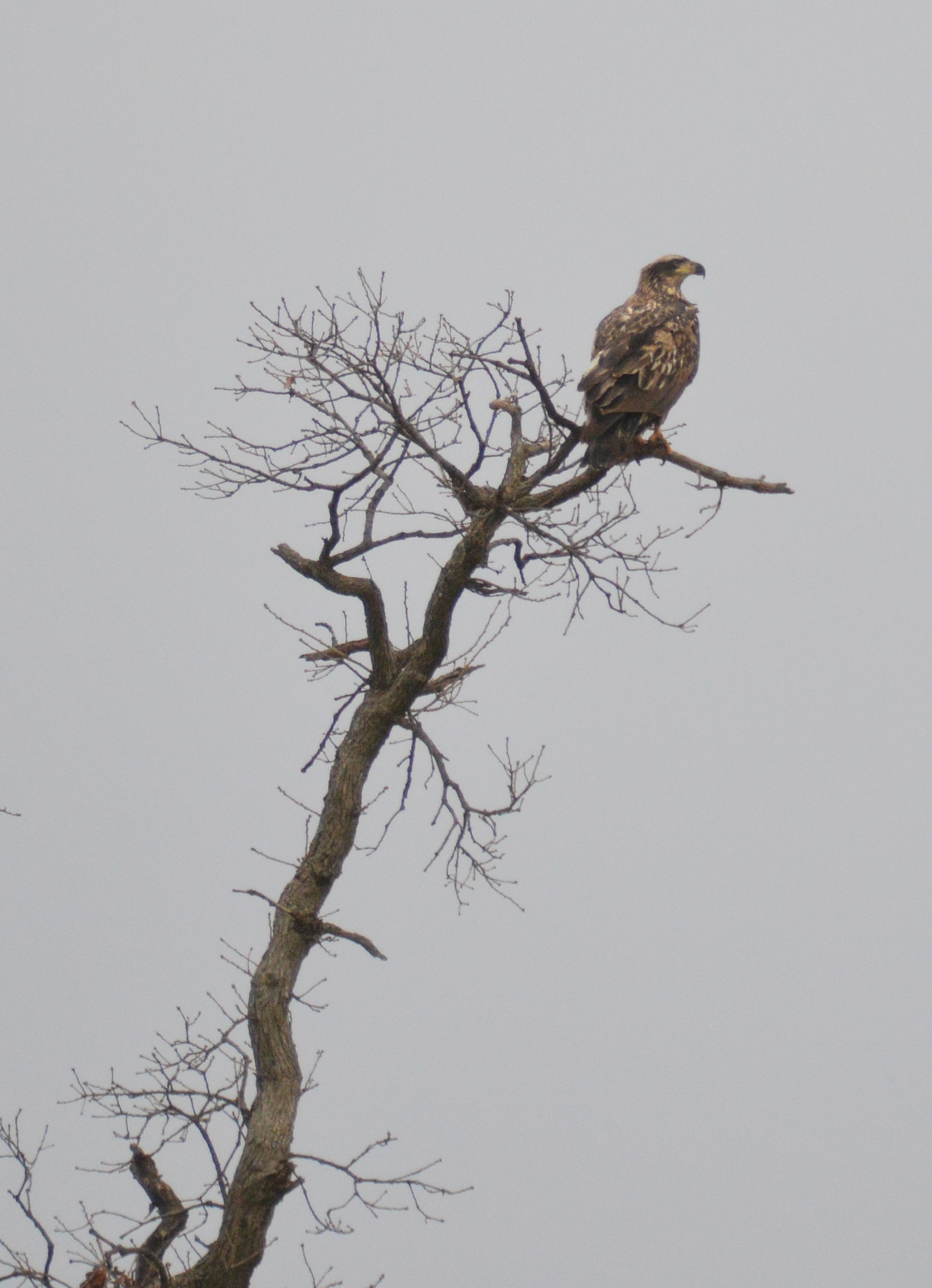 Eagles-088-km.jpg