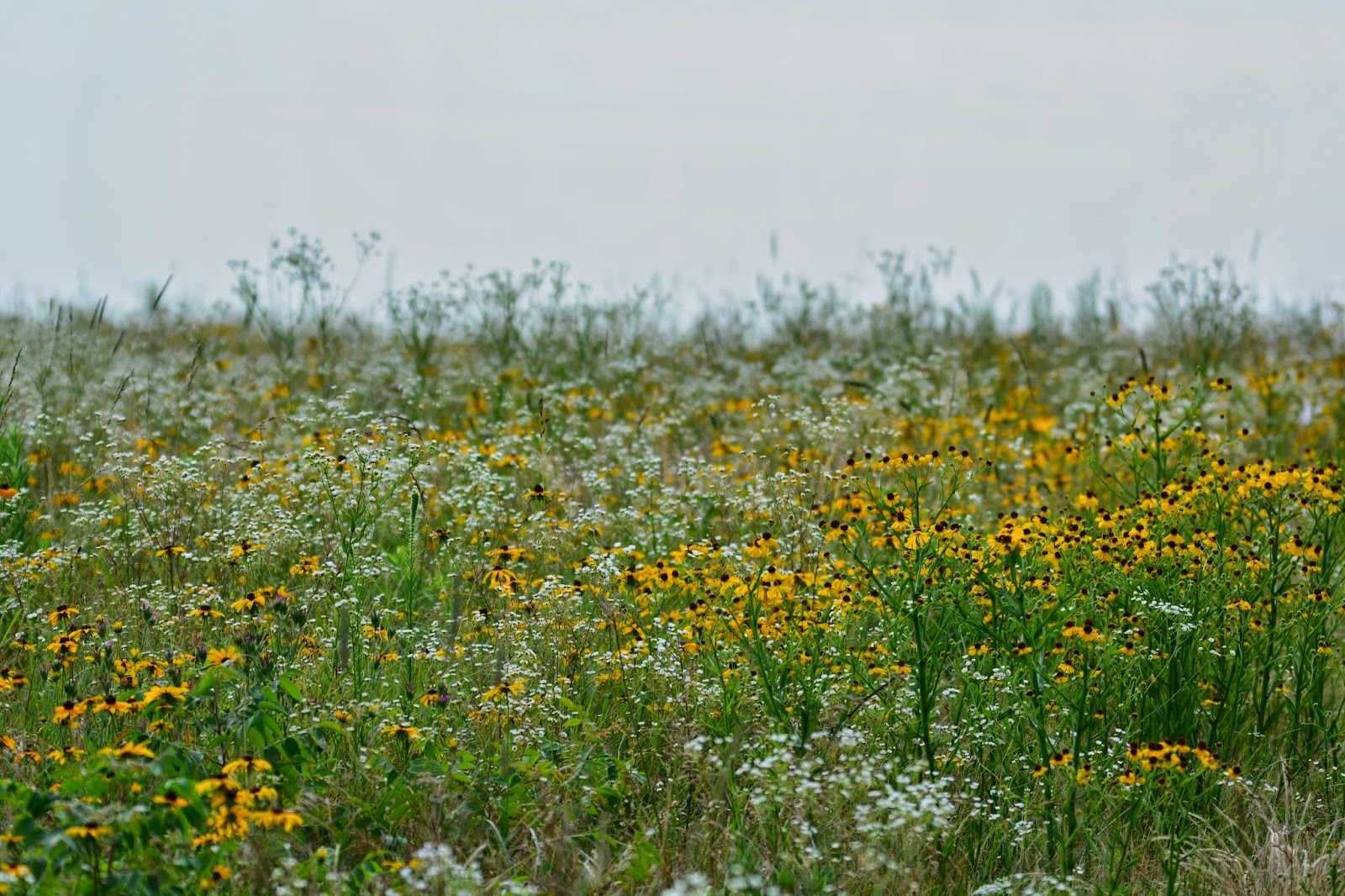 Diamond Grove Prairie