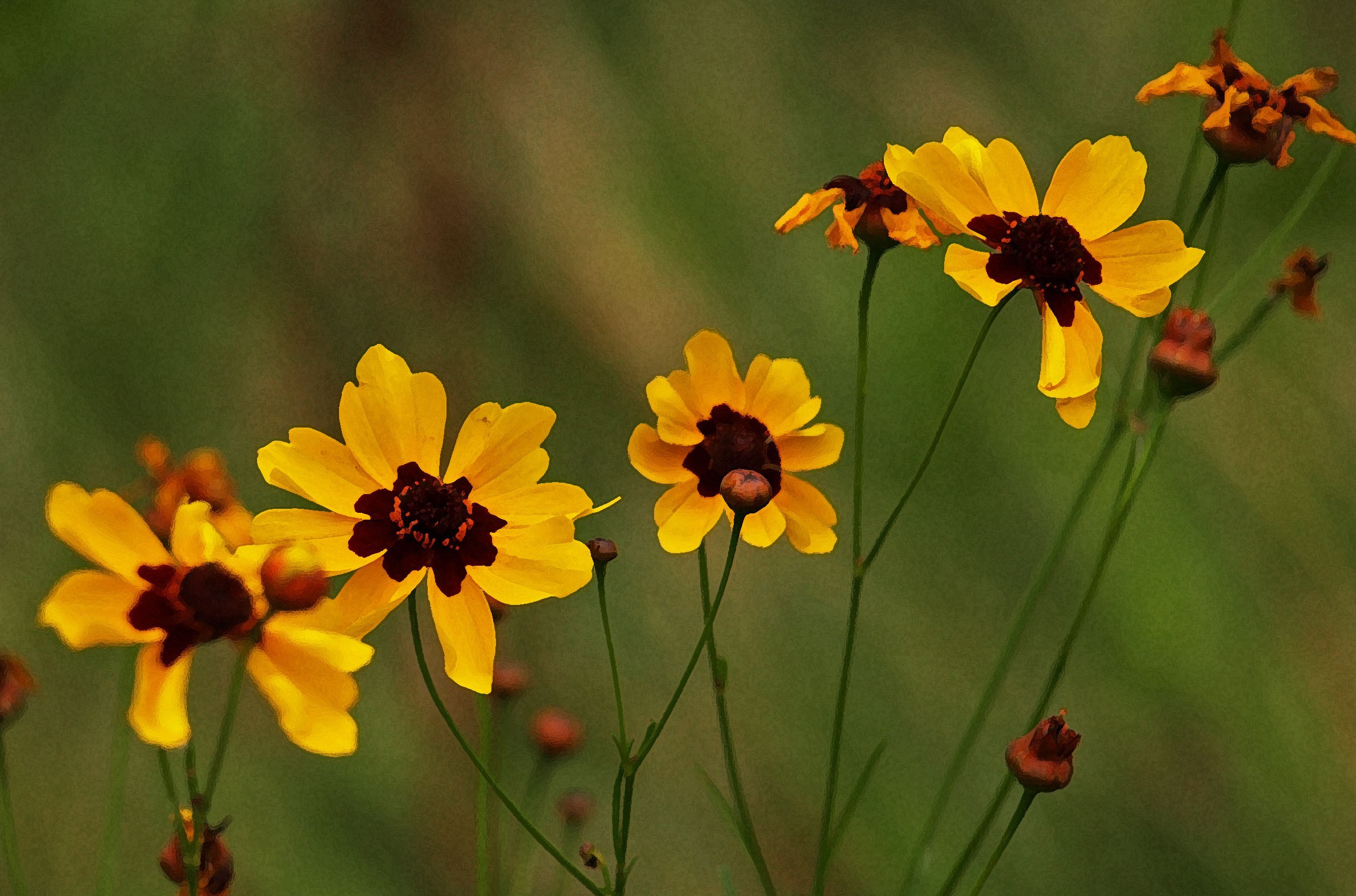 Coreopsis
