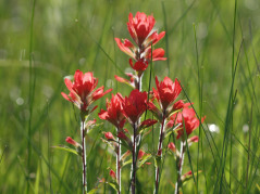 Indian Paint Brush