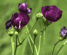 Poppy Mallow