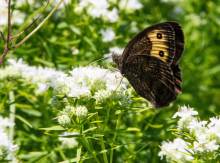 Wood nymph butterfly
