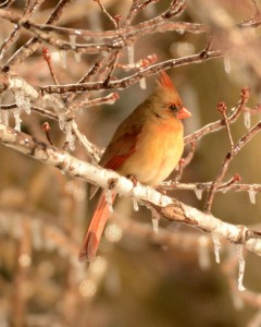 icy-cardinal-240x300.jpg