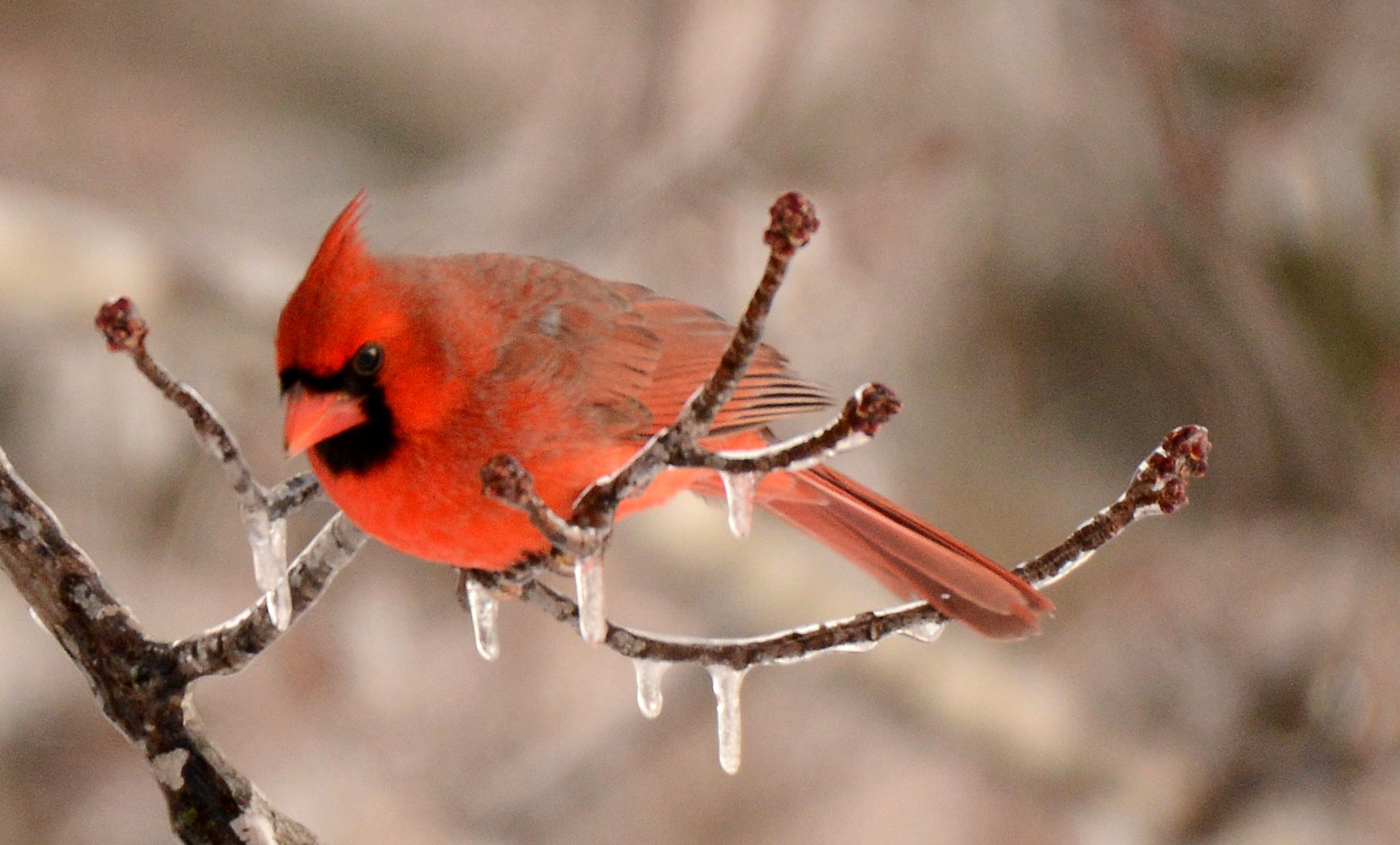 icy-cardinal-bw.jpg