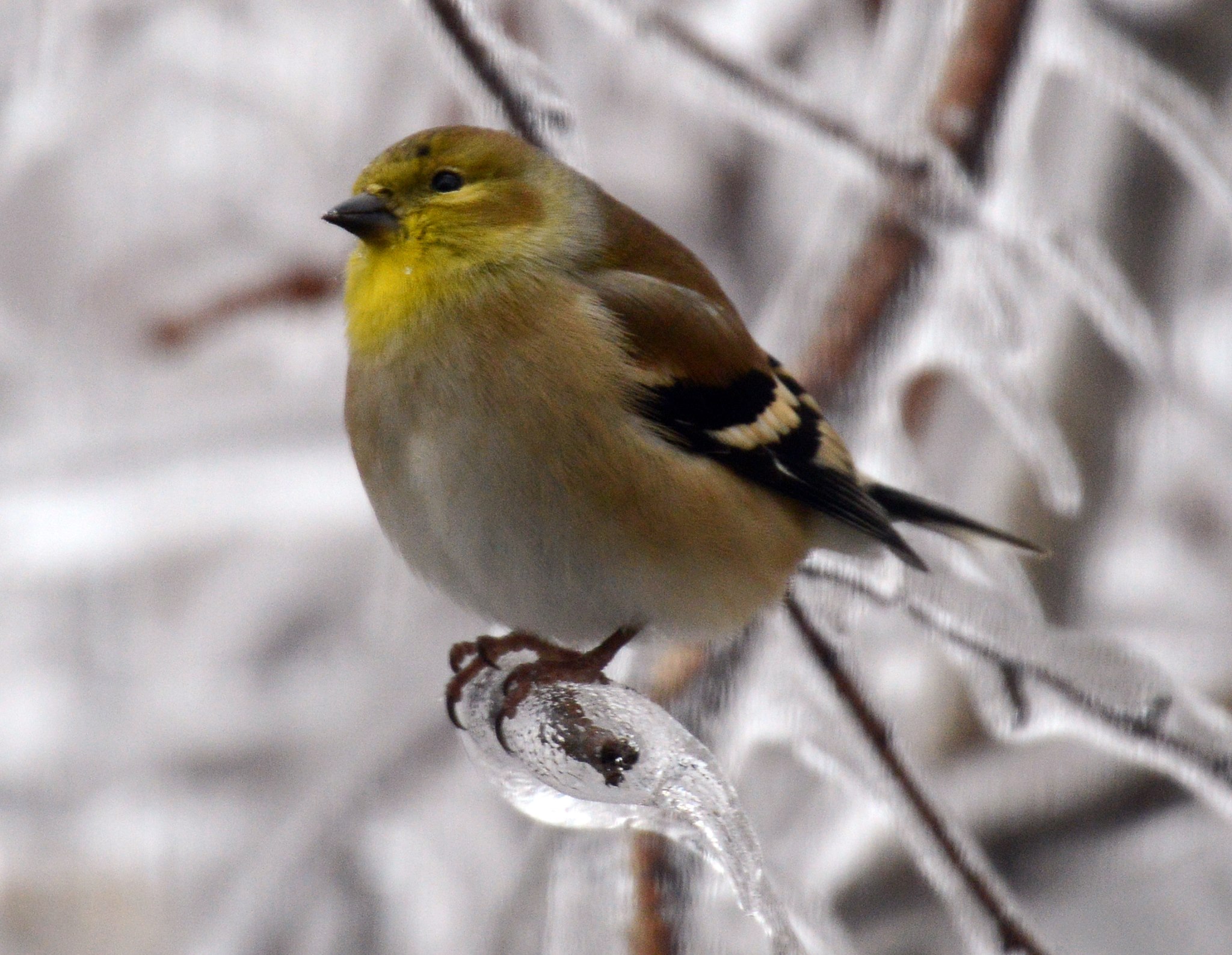 icy-goldfinch-bw.jpg