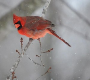 snowy-cardinal-bw-300x265.jpg