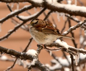 sparrow-300x247.jpg