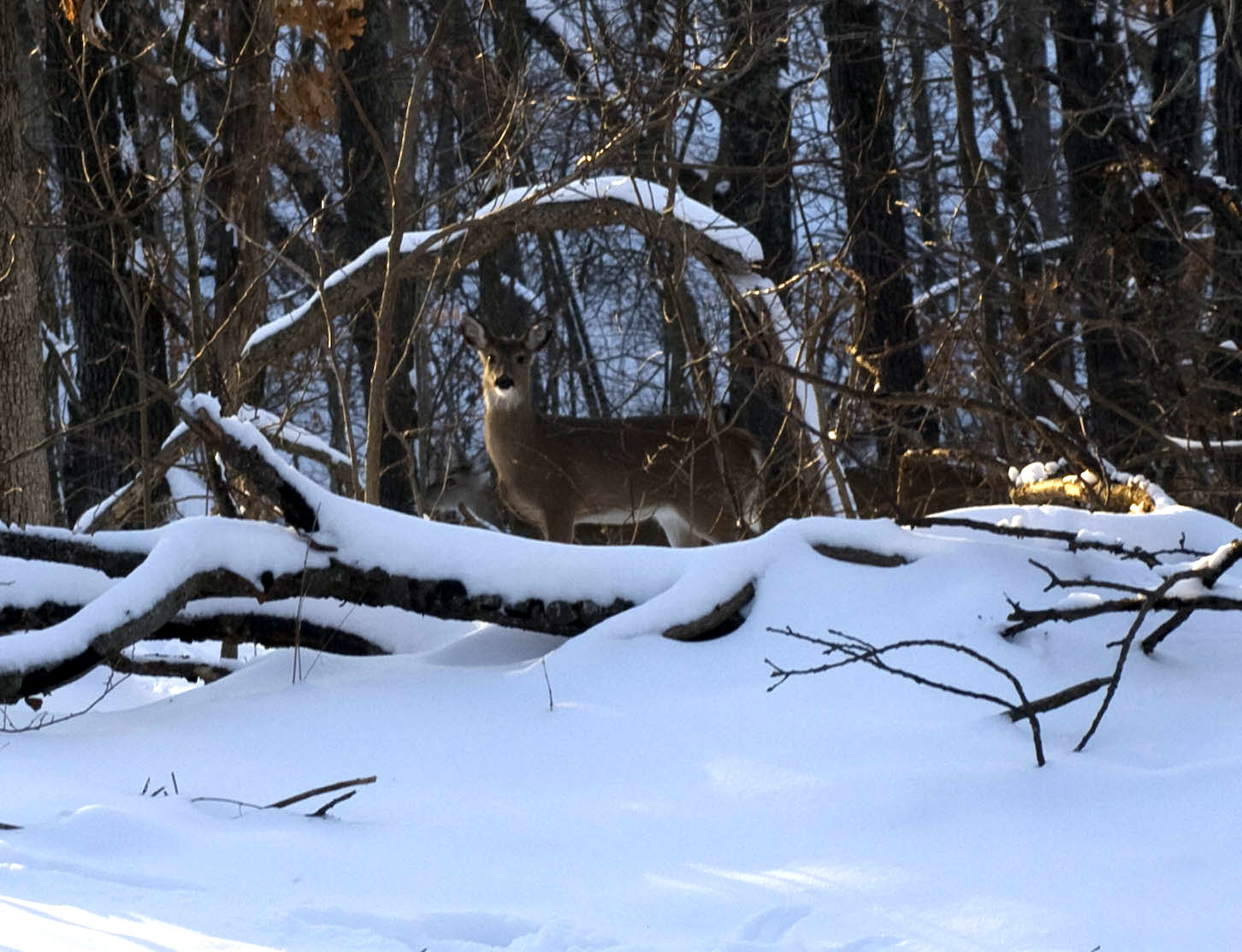 snowy-deer-1.jpg