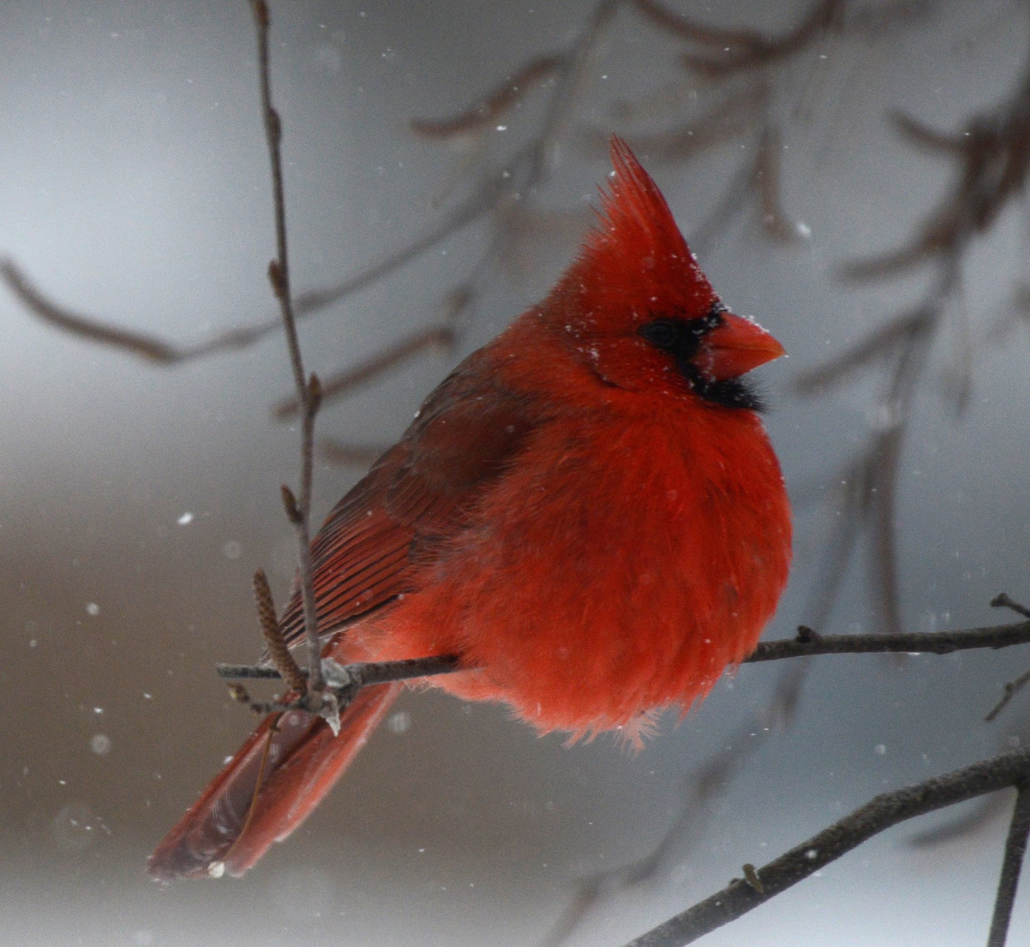 cardinal-snow-bw.jpg