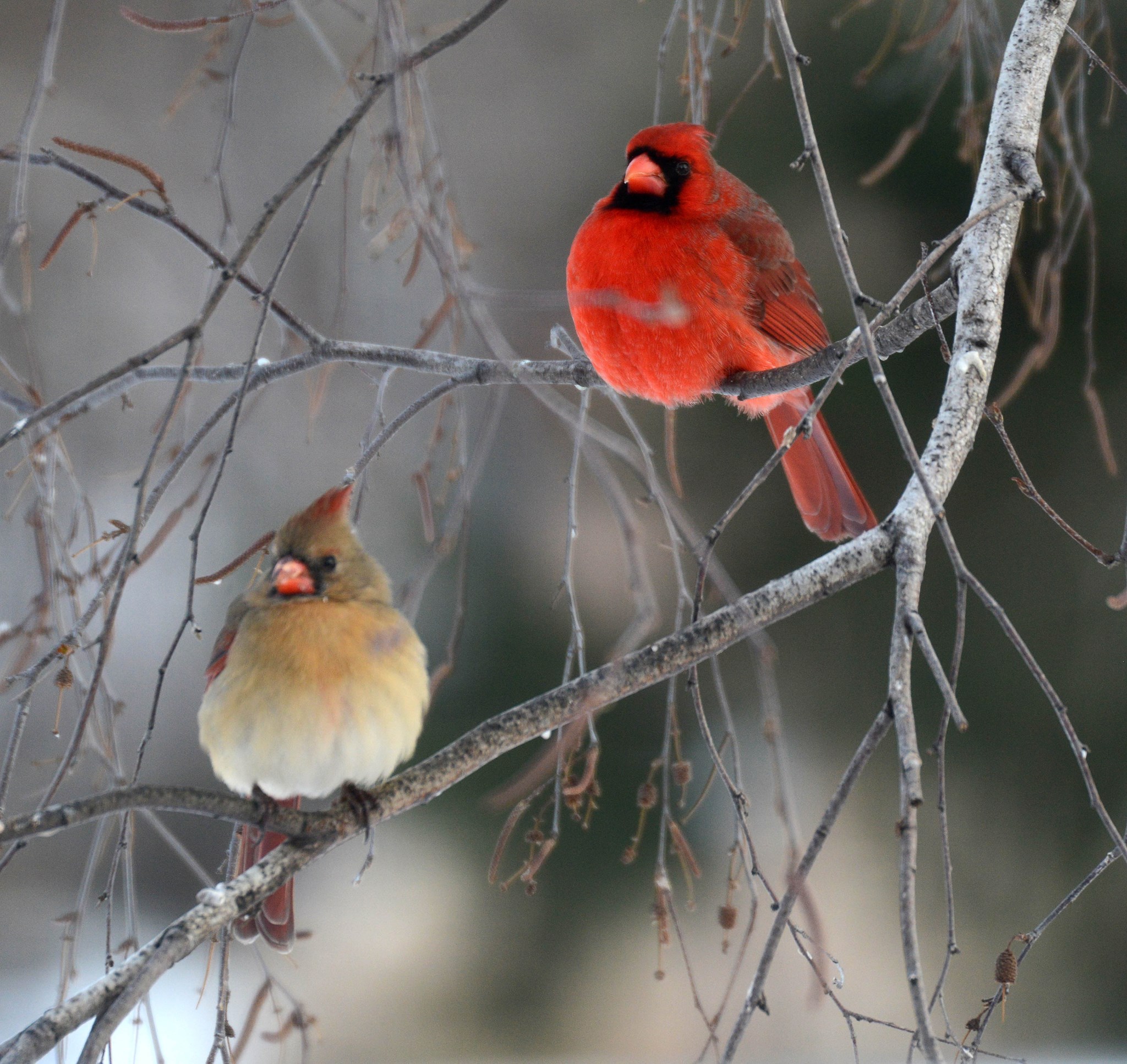winter-cardinal-couple-bw.jpg