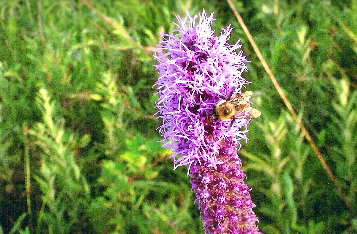 Bee-on-Blazing-Star-billie_edited-1.jpg