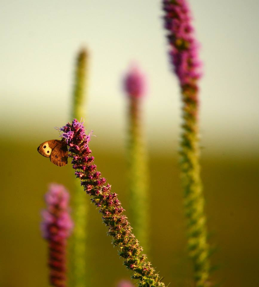 butterfly-on-blazing-star-becky.jpg