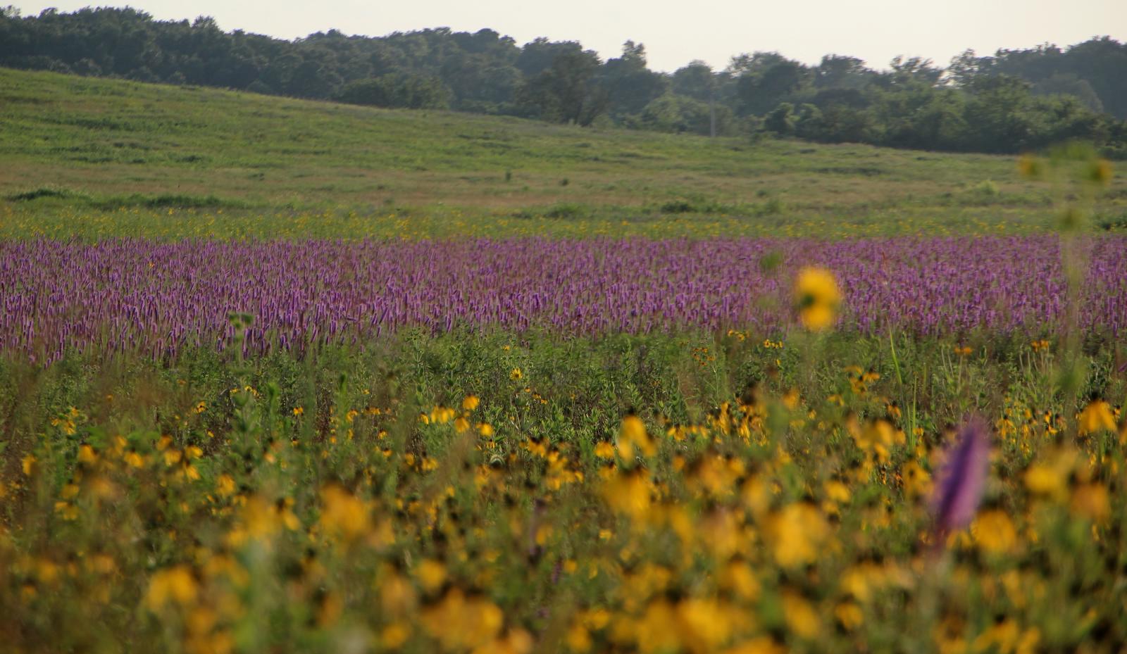 coyne-prairie-karen-g.jpg