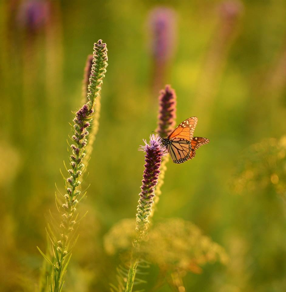 monarch-on-blazing-star-becky.jpg