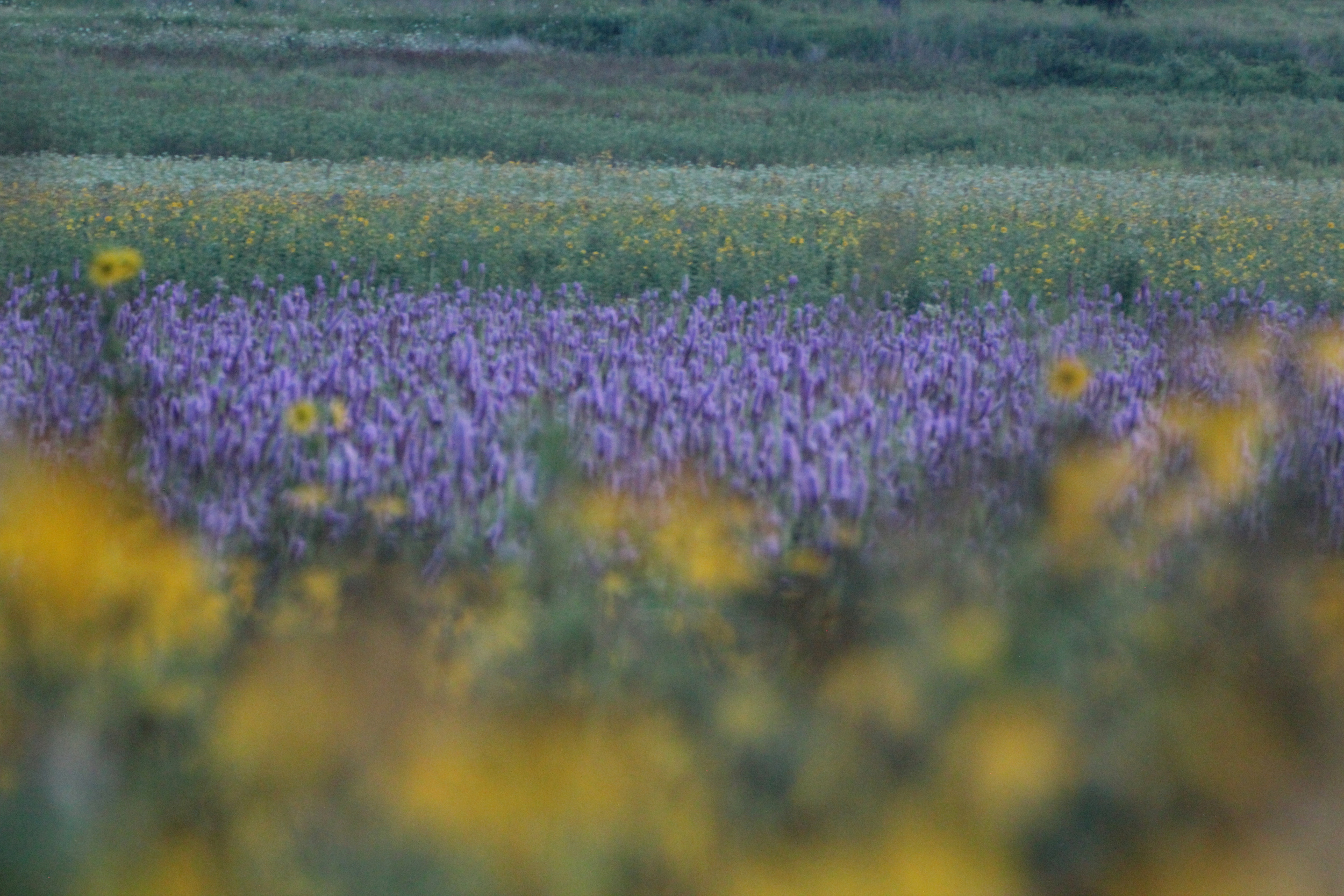 Field-of-purple-karen-g.jpg