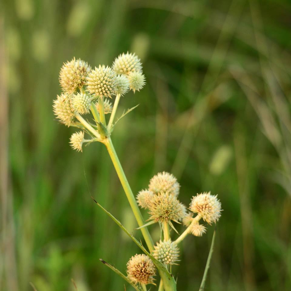 rattlesnake-master-becky.jpg