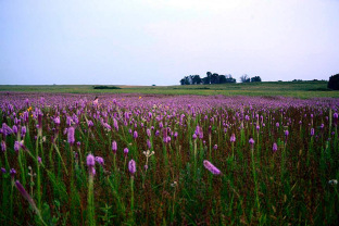 sea-of-purple-becky.jpg