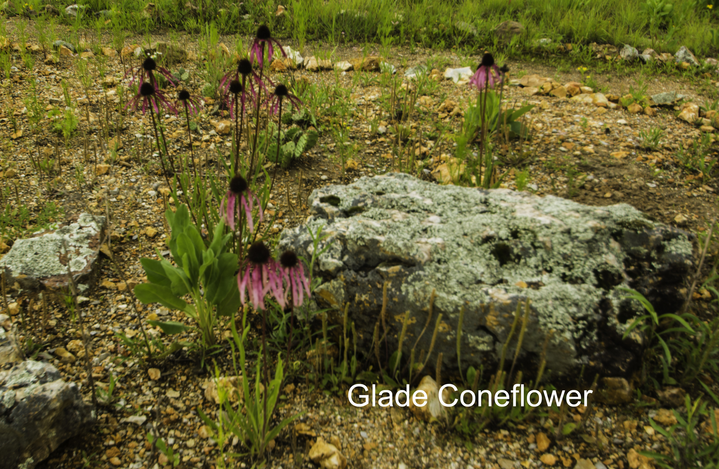 glade coneflower.jpg