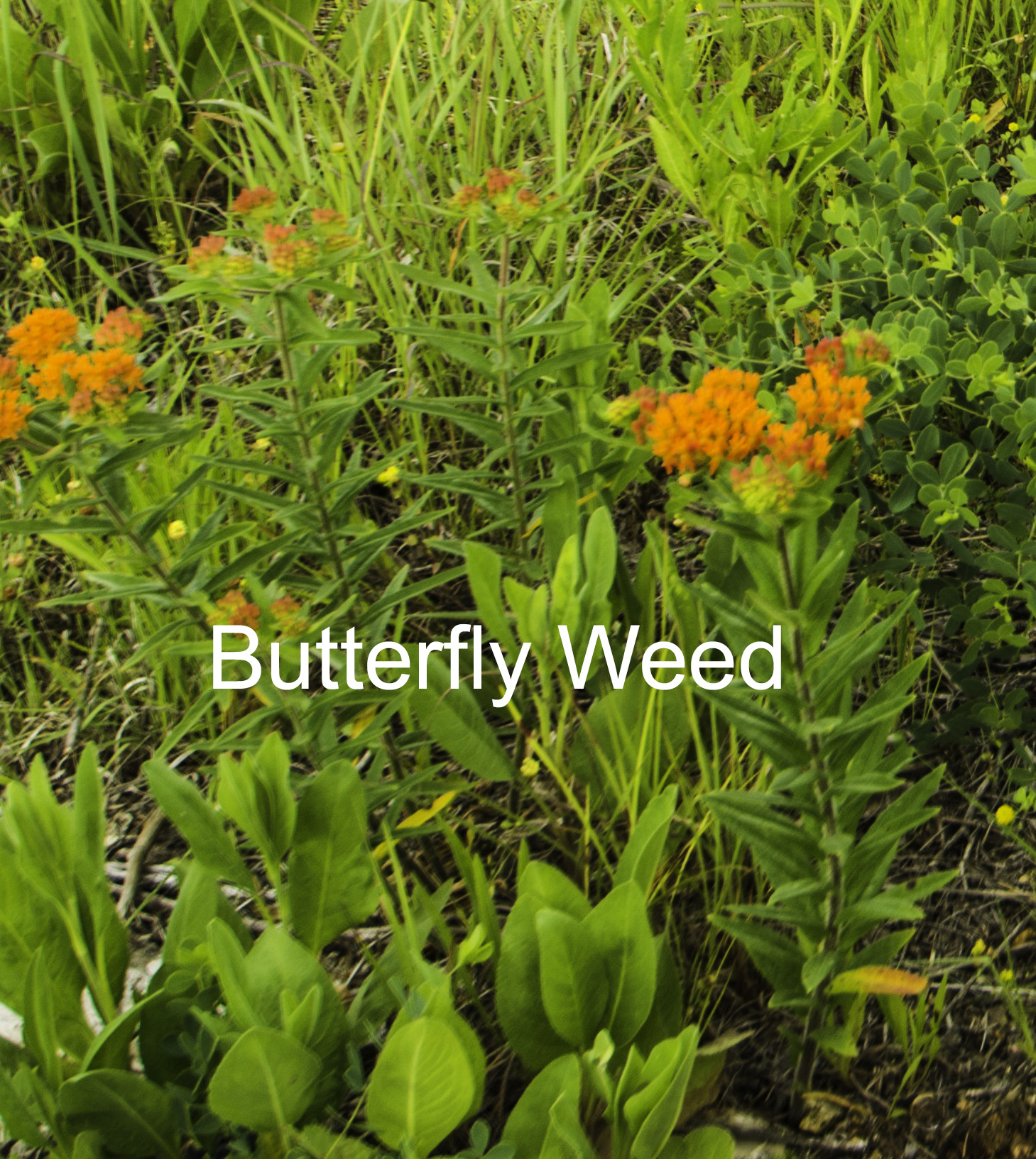 butterfly weed.jpg
