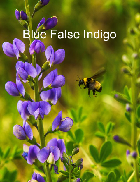 blue indigo and bee (Small).jpg