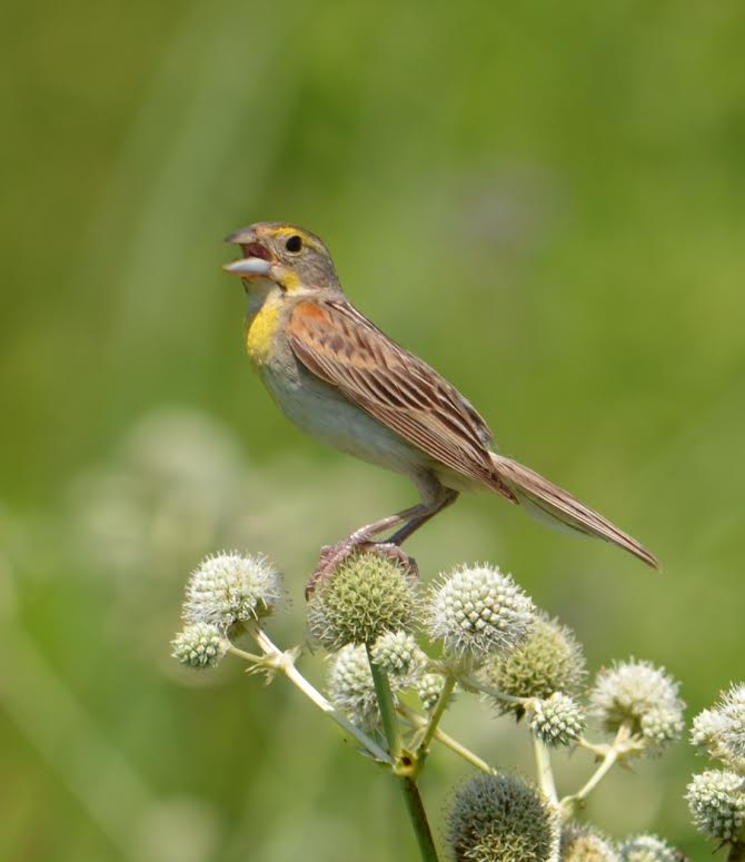 Birds on the Move