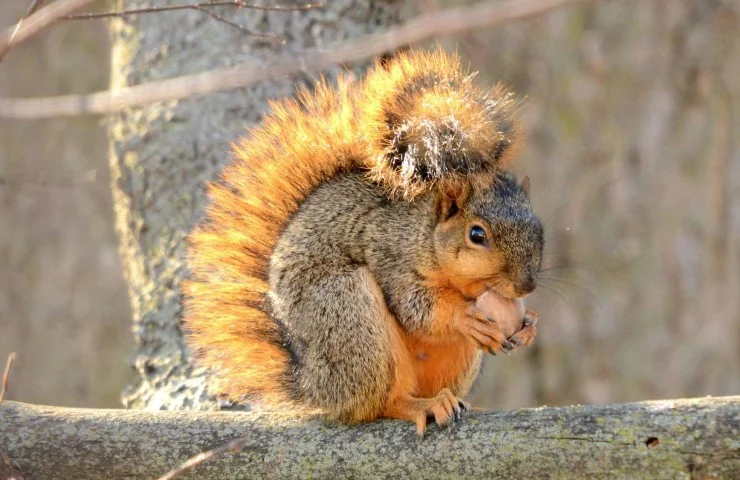 Little Acorns: Furry Scurry on Friday