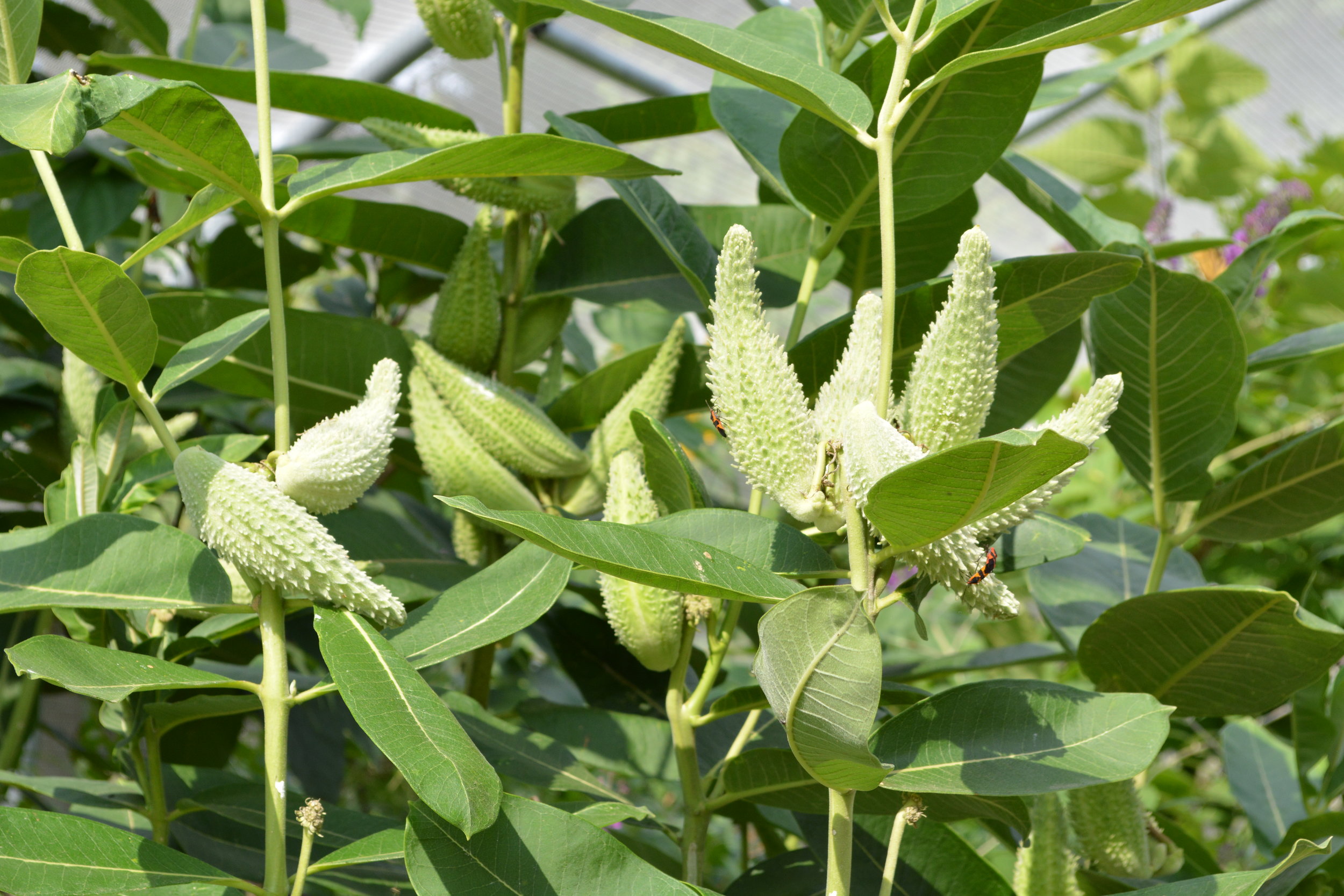 milkweed ab.JPG