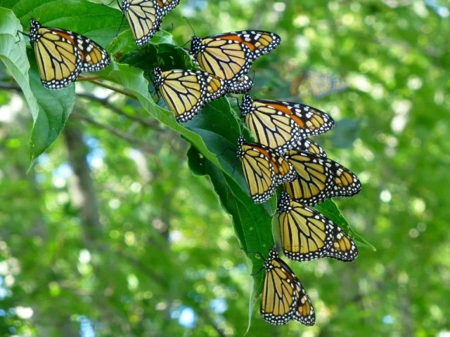 -bec0bdbb769a14af (Small).JPG