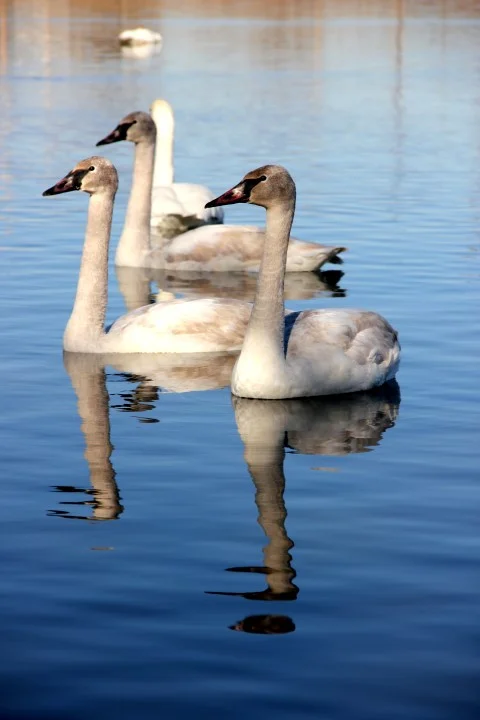 trumpeter swans 4 jeff c (Small).jpg
