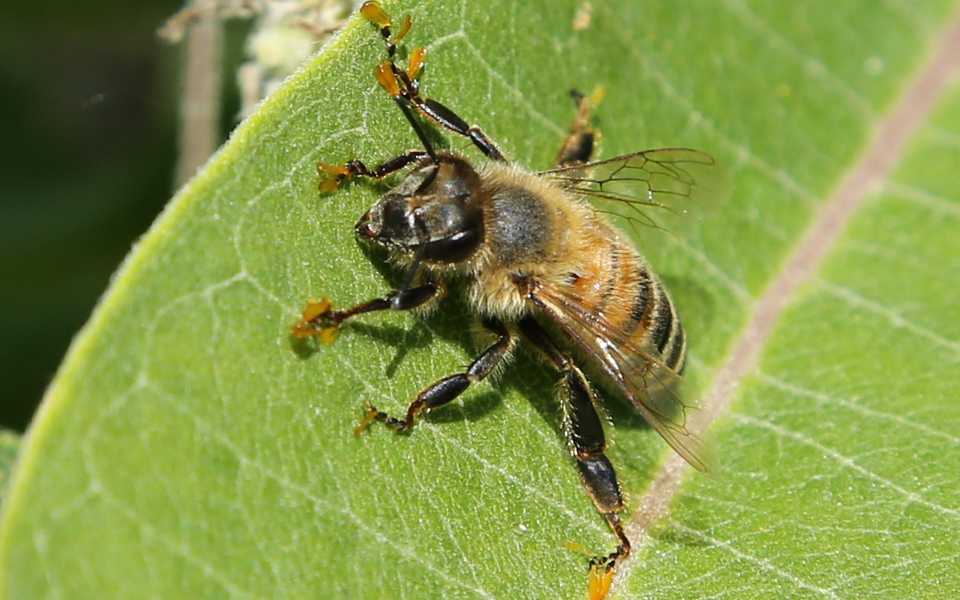 Bee with heavy pollen
